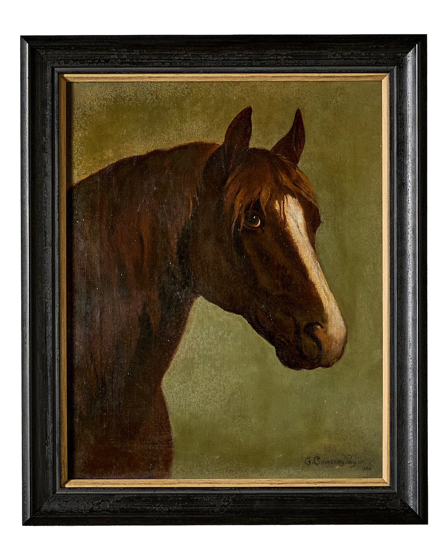 Oil on Canvas - Horse Study - 1924 - Signed G Courtney-Pays